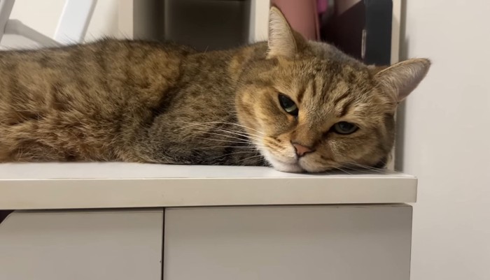 眠そうな顔