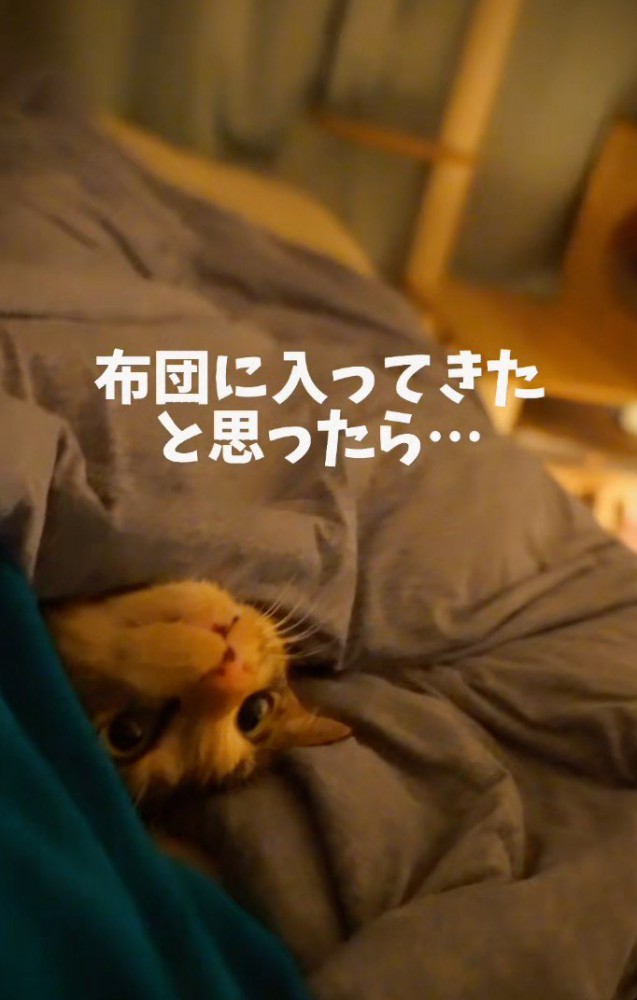 「布団に…」と書かれた写真