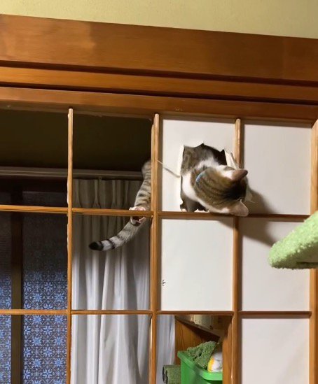 和紙を咥えてさらに剥がしていく猫