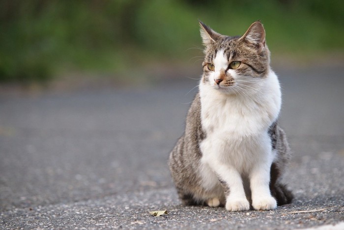 路上で佇む猫