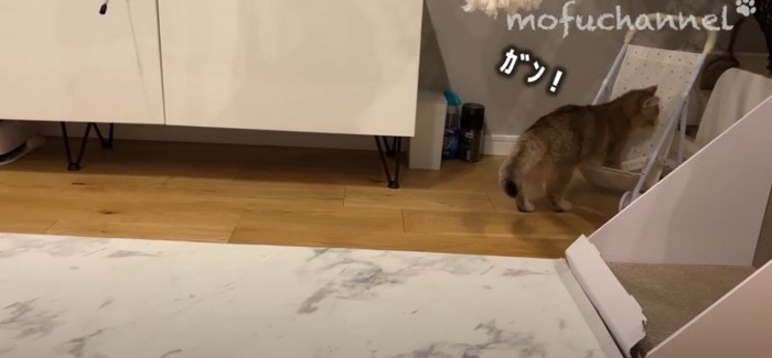 ベビーカーの前に子猫