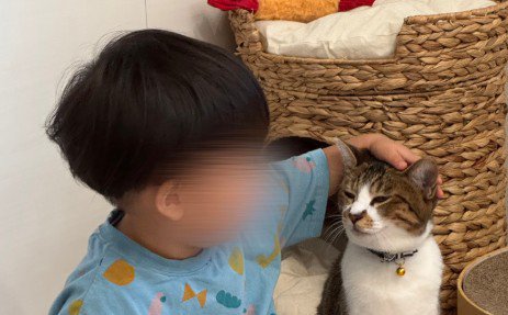 見つめ合う子どもと猫