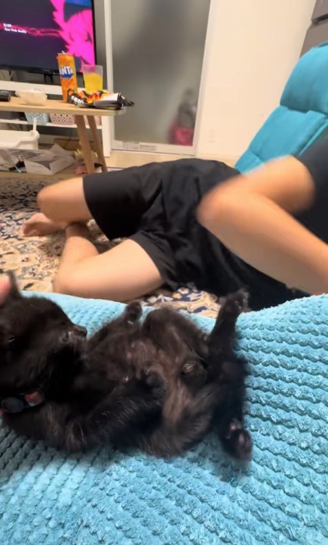 ひっくり返ったまま顔だけ起こして飼い主を見つめる子猫（アップ）