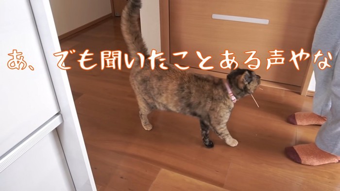 飼い主さんか確認するたっちゃん