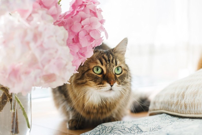 紫陽花と猫