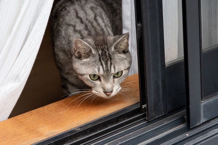 窓から覗く猫