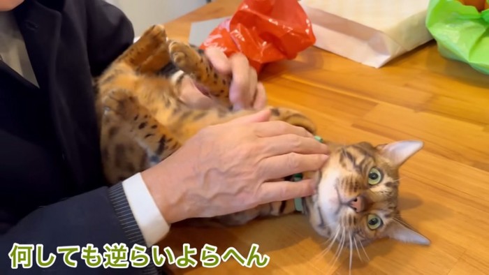 仰向けの猫