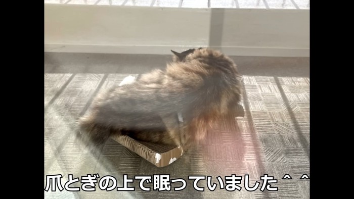 寝ている猫の背中