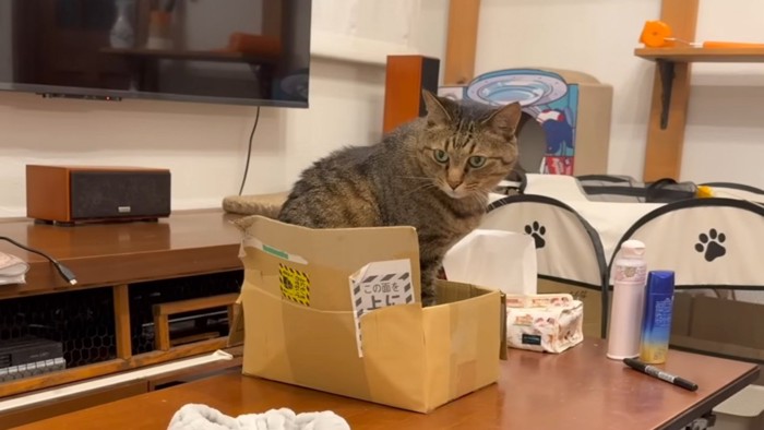 段ボール箱の中で座っているキジトラ