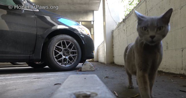 カメラに近づく猫