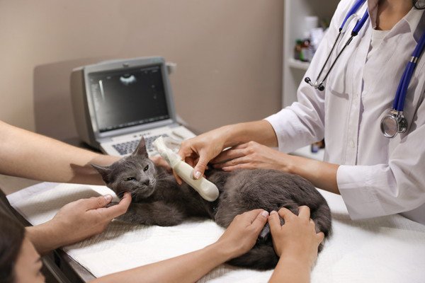 猫が胡椒を食べたときの対処法