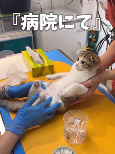 仰向けで前を見る猫