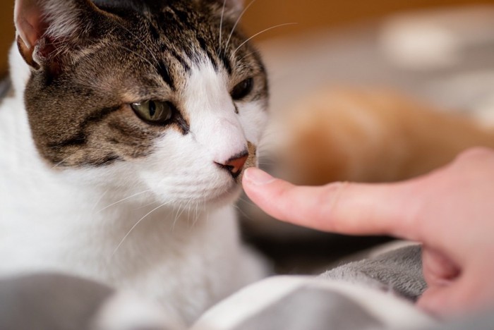 鼻で挨拶しようとする猫