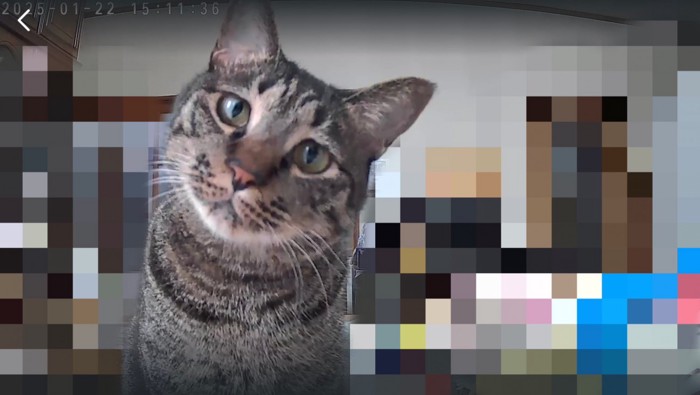 ペットカメラに映った猫