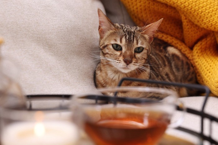 紅茶の入ったカップを見つめる猫