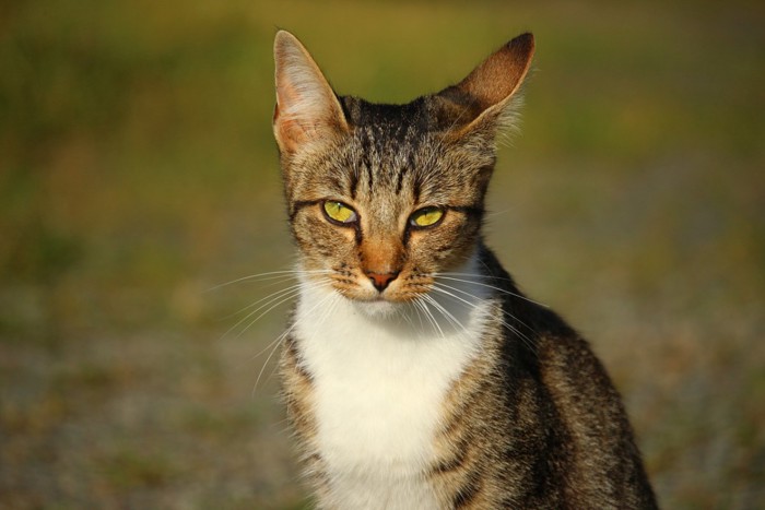 猫の耳をあちこち動かしている