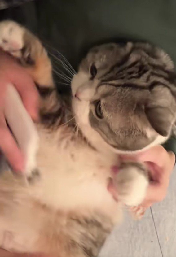 爪を切られる猫