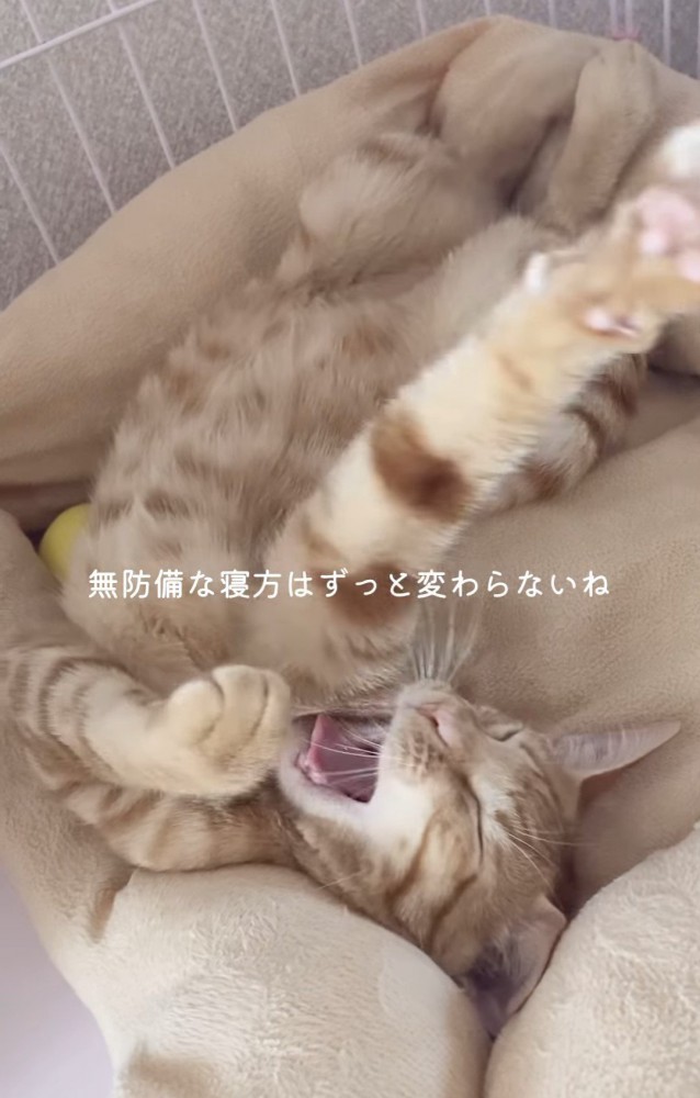 あくびする猫