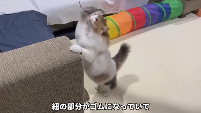 おもちゃに前足を伸ばす猫