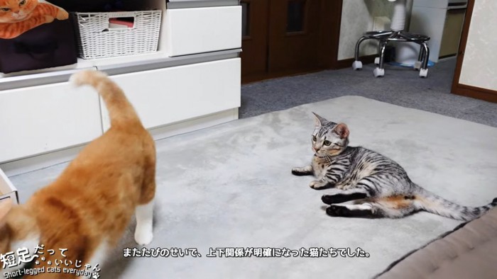 寝転がる猫と去っていく猫