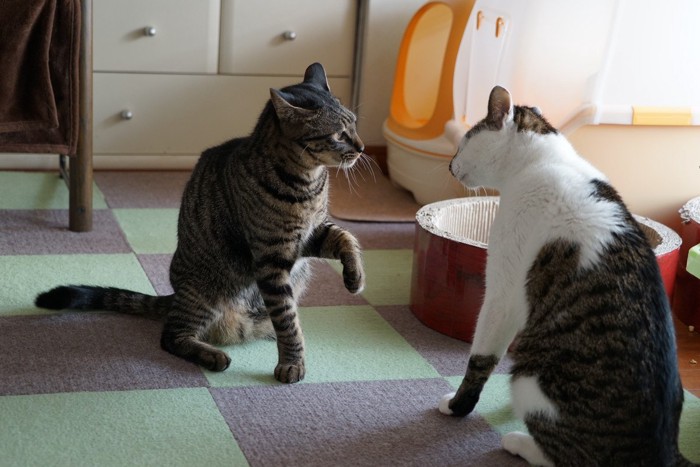 にらみ合う猫たち
