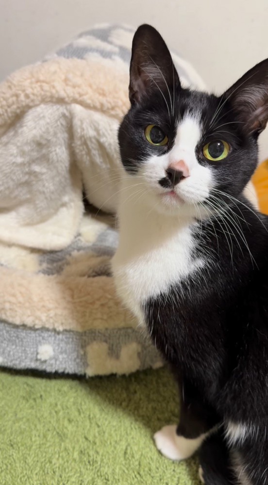 他の猫が入っている猫用ベッドの前で飼い主を見つめる猫