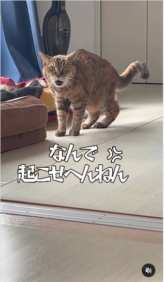 正面を向いて鳴く猫