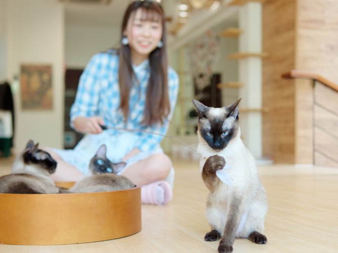 女性と猫たち