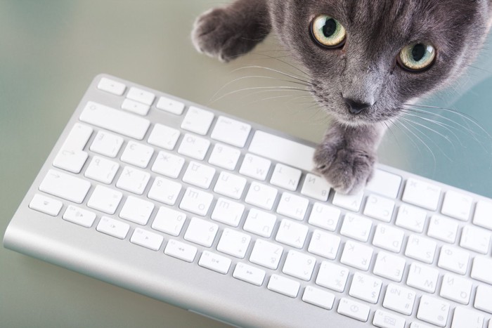 キーボードに手を乗せる猫