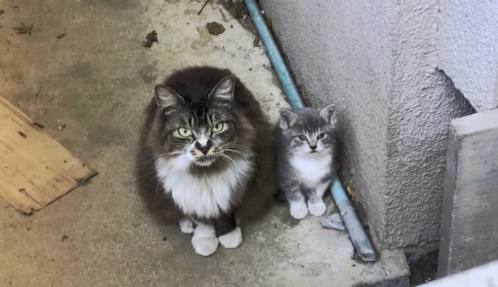 えっ！子猫を連れて来た！