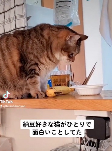 納豆を見つめる猫