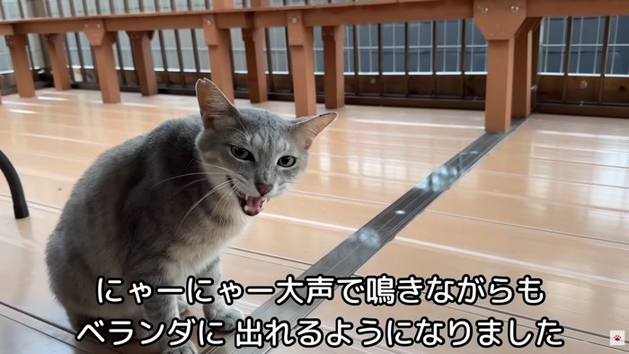 テロップ「にゃーにゃー」
