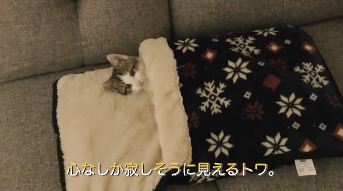 お布団に眠る子猫