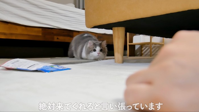 狙う猫