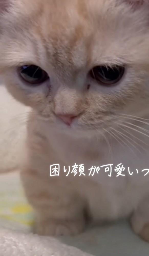 「困り顔が...」のテロップ写真