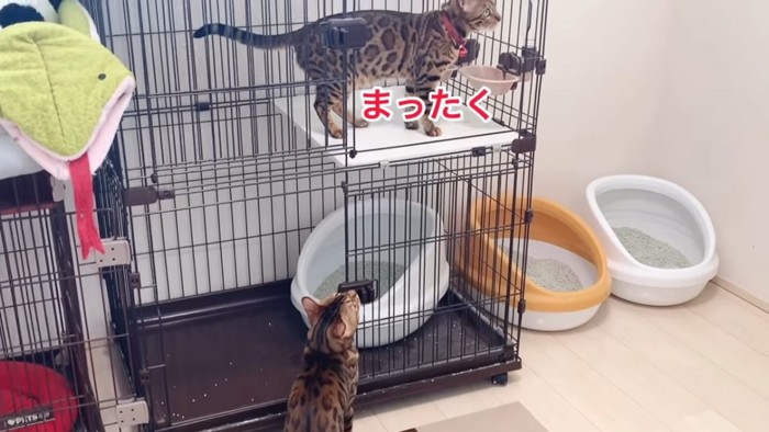 ケージの中の猫を見上げる猫