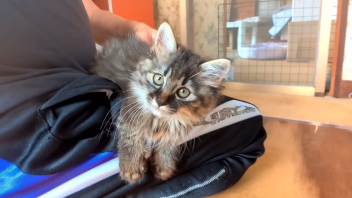 ひざの上に乗る子猫