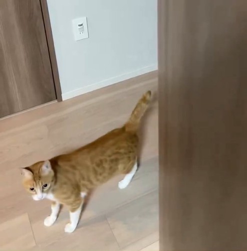 立っている猫