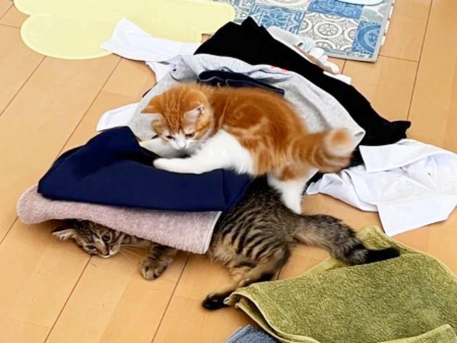 飼い主さんの服が好きな2匹の猫