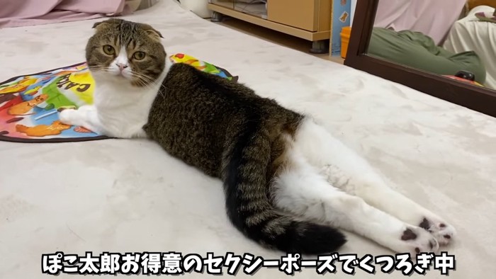 寝そべって後ろを見る猫