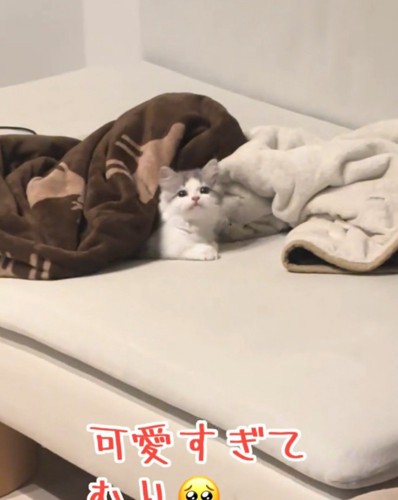 上を向く猫
