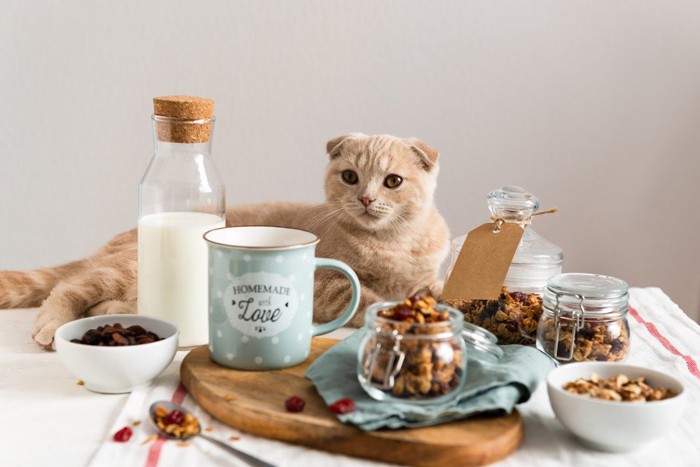 260317352／Breakfast with cat. Milk, granola with raisins, cranberries and walnuts served with almond milk on a white linen table cloth. Side view, copy space