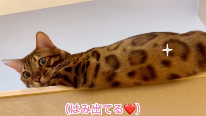 振り向く猫