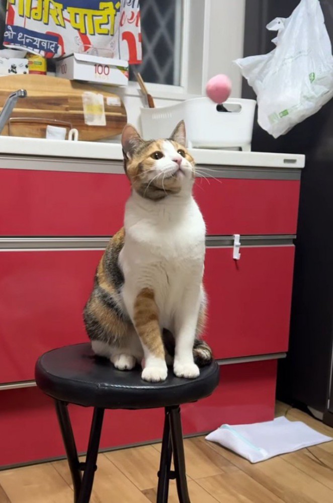 向かってくるボールを見つめる猫