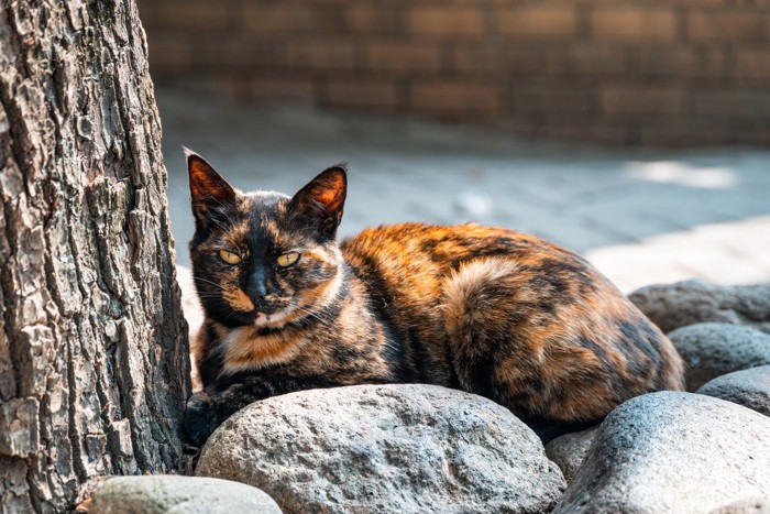 木の根でくつろぐ猫