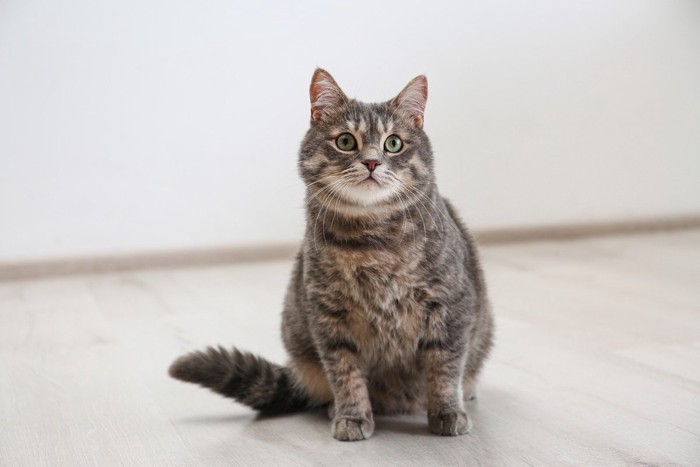 床にお座りしている猫