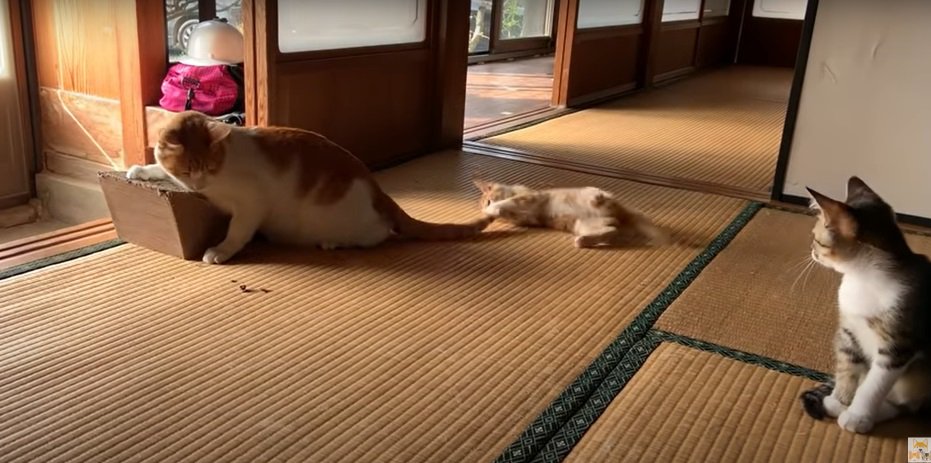 3匹の猫2