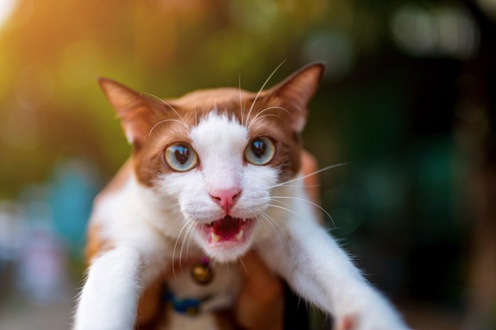 抱っこされて怒る猫