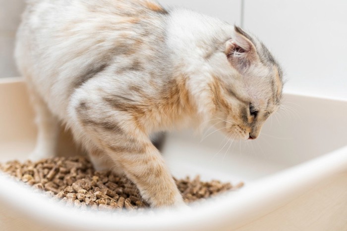 トイレで猫砂を掻く猫