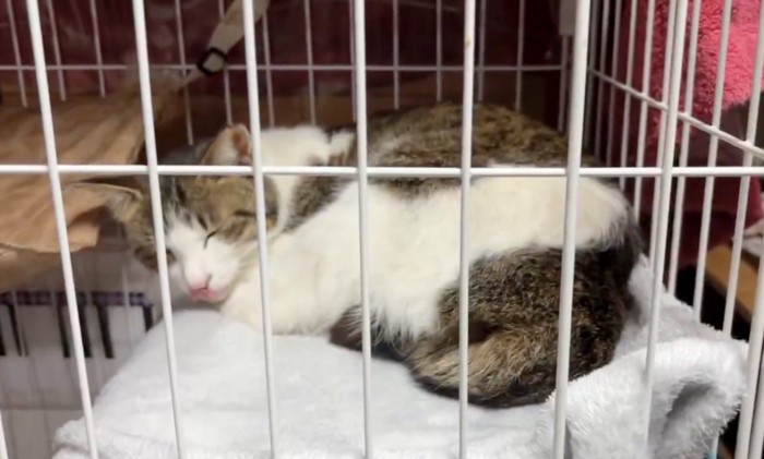 保護された猫